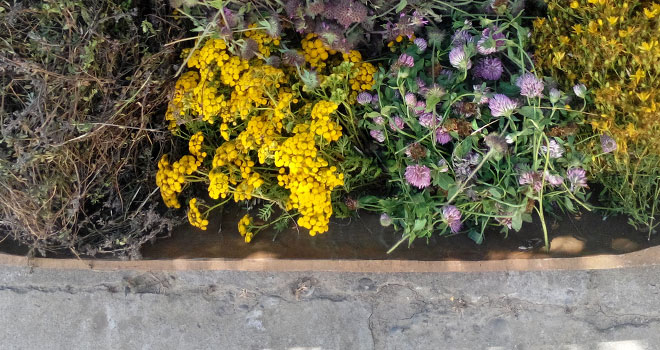 свежее сырье