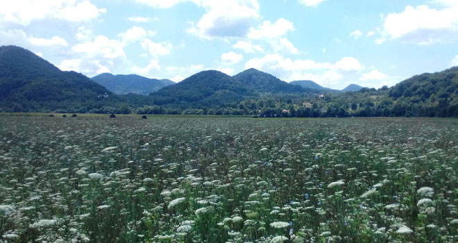 тысячелистник