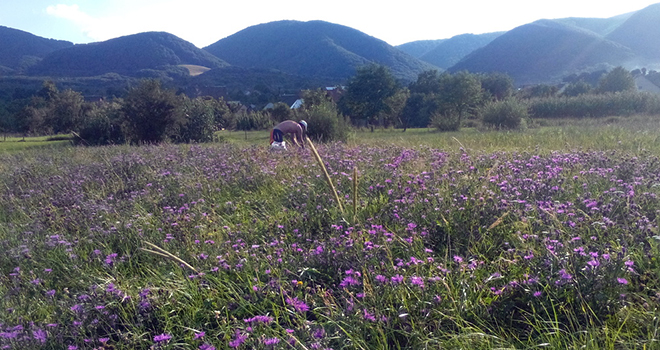 сбор василька волошки
