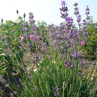 наши лавандовые поля