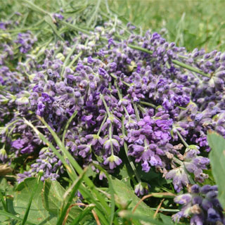 лавандовые поля