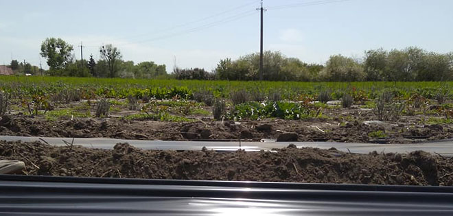 выращиваем растения