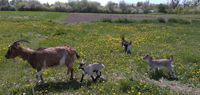 выращиваем растения