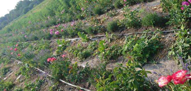 поля в Ковалевке