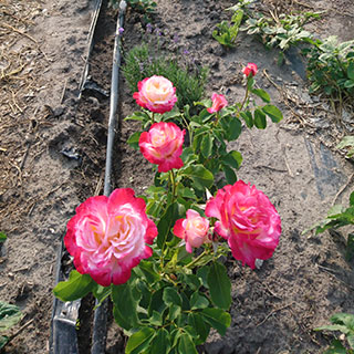 наши розовые поля