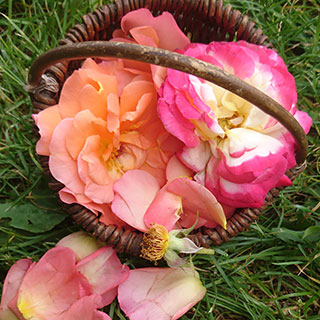 розовые поля